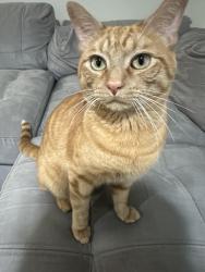 Lost Male Cat last seen Beltline y Arapaho road , Richardson, TX 75080
