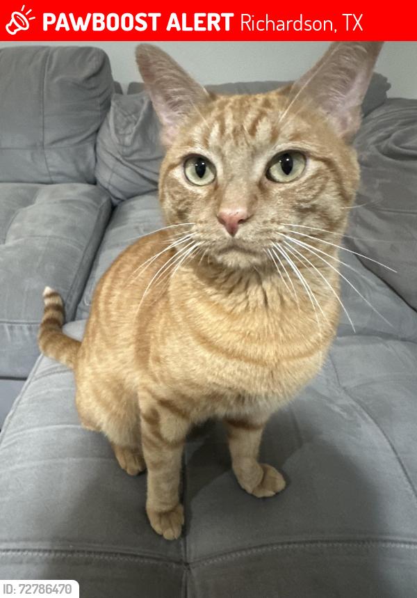 Lost Male Cat last seen Beltline y Arapaho road , Richardson, TX 75080