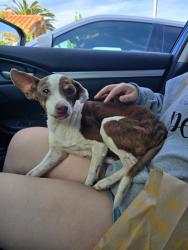 Found/Stray Male Dog last seen La Madera Way, Antelope, CA 95843
