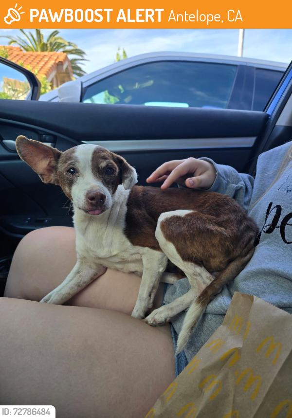 Found/Stray Male Dog last seen La Madera Way, Antelope, CA 95843