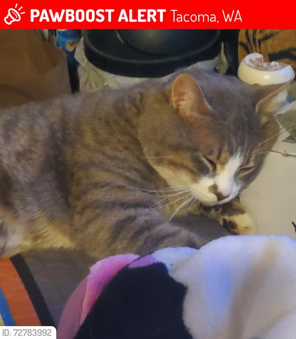 Lost Male Cat last seen Off 19th and union behind the VFW, Tacoma, WA 98405