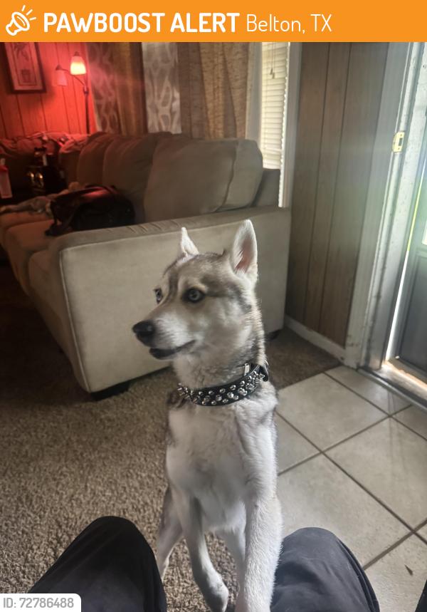 Found/Stray Male Dog last seen Miller park, Belton, TX 76513