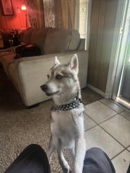 Found/Stray Male Dog last seen Miller park, Belton, TX 76513