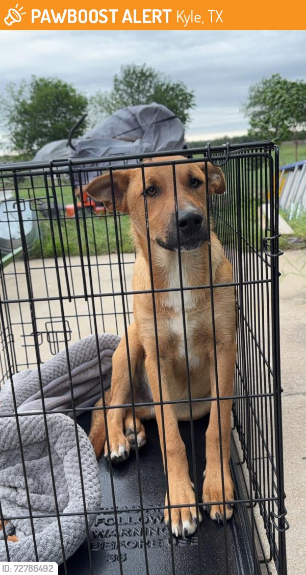 Found/Stray Male Dog last seen Near Bonanza Street, Kyle, TX 78640