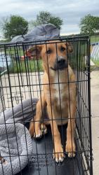 Found/Stray Male Dog last seen Near Bonanza Street, Kyle, TX 78640