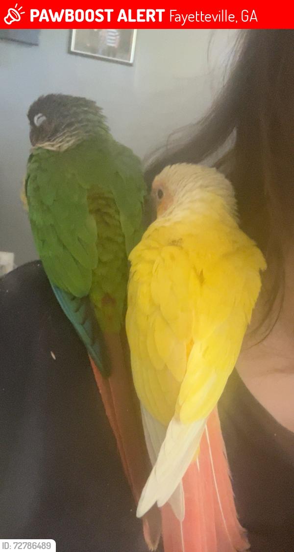Lost Unknown Bird last seen Mimosa drive , Fayetteville, GA 30214