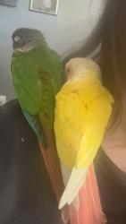 Lost Unknown Bird last seen Mimosa drive , Fayetteville, GA 30214