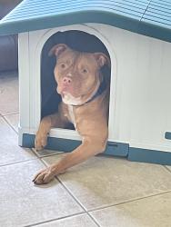 Lost Male Dog last seen Ave D, Fort Pierce, FL 34950