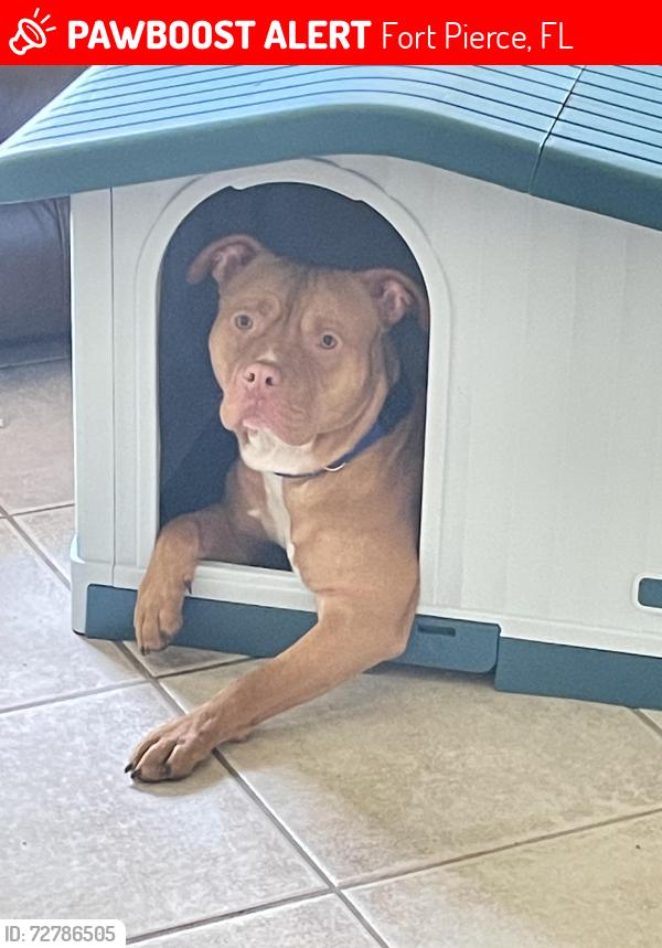 Lost Male Dog last seen Ave D, Fort Pierce, FL 34950