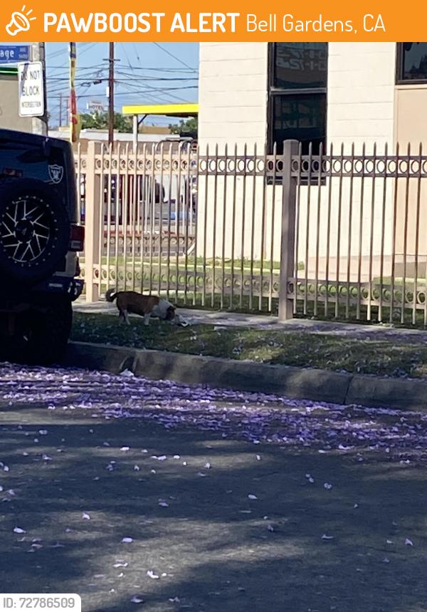 Found/Stray Unknown Dog last seen Gage Ave specht ave, Bell Gardens, CA 90201