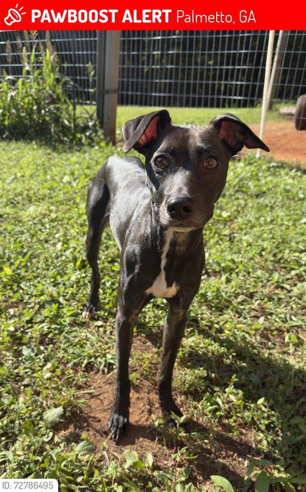Lost Male Dog last seen Hutcheson Ferry or South Fulton Pkwy, Palmetto, GA 30268