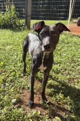 Lost Male Dog last seen Hutcheson Ferry or South Fulton Pkwy, Palmetto, GA 30268