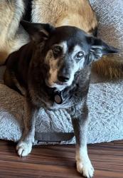 Lost Female Dog last seen Glen arbour way, Hammonds Plains, NS B4B 1N3