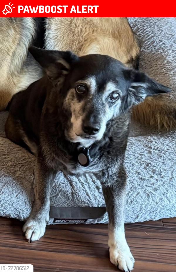 Lost Female Dog last seen Glen arbour way, Hammonds Plains, NS B4B 1N3