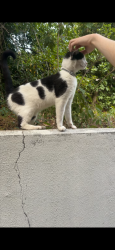 Found/Stray Unknown Cat last seen Hartsfield and Mission road intersection , Tallahassee, FL 32303