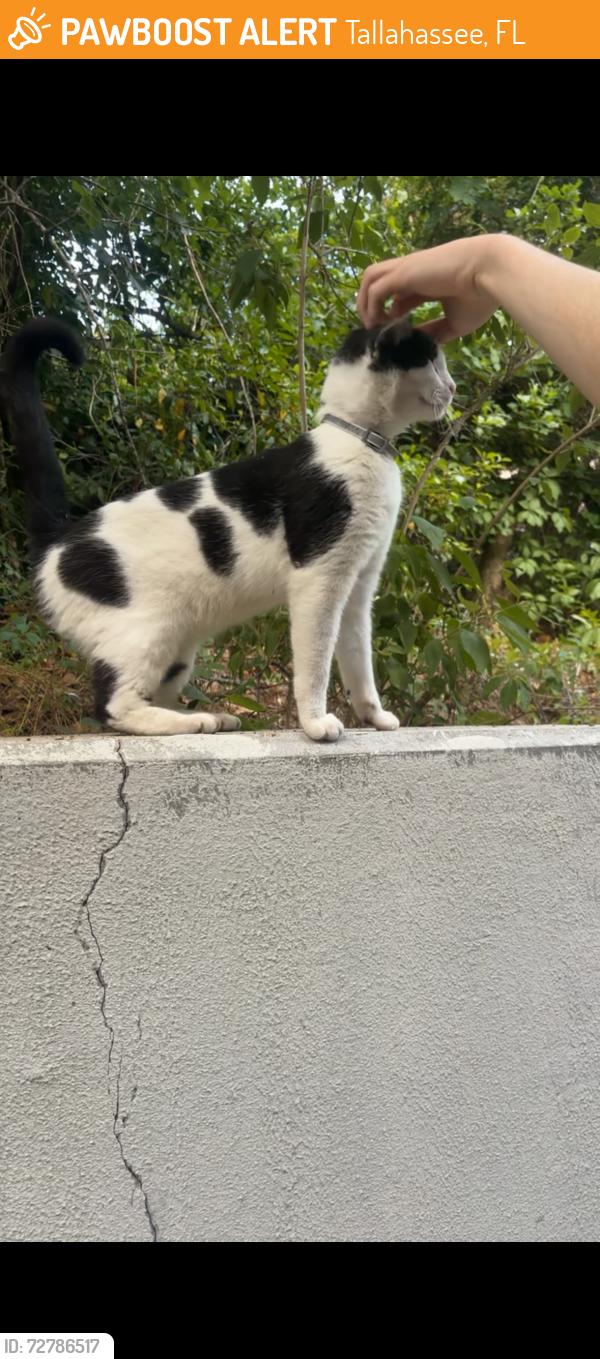 Found/Stray Unknown Cat last seen Hartsfield and Mission road intersection , Tallahassee, FL 32303