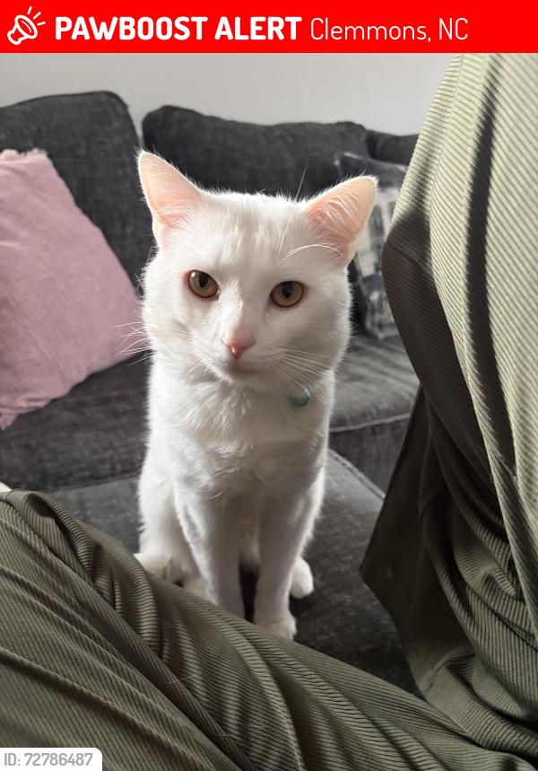 Lost Male Cat last seen Walmart neighborhood market Clemmons, North Carolina, Clemmons, NC 27012