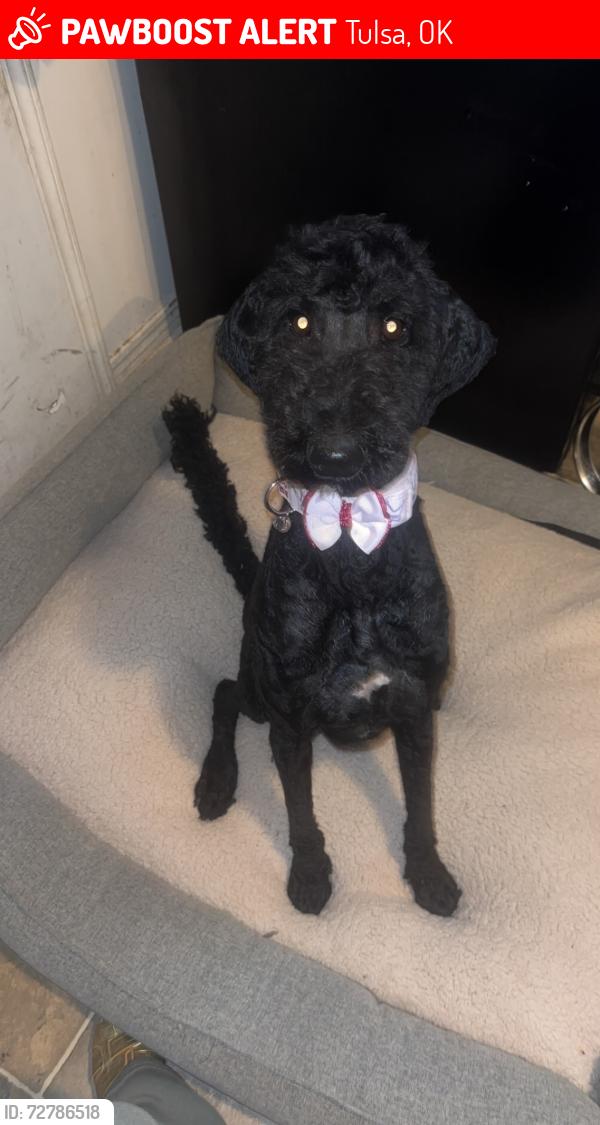 Lost Female Dog last seen 31st Ellen Ochoa Elementary School , Tulsa, OK 74146