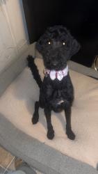 Lost Female Dog last seen 31st Ellen Ochoa Elementary School , Tulsa, OK 74146