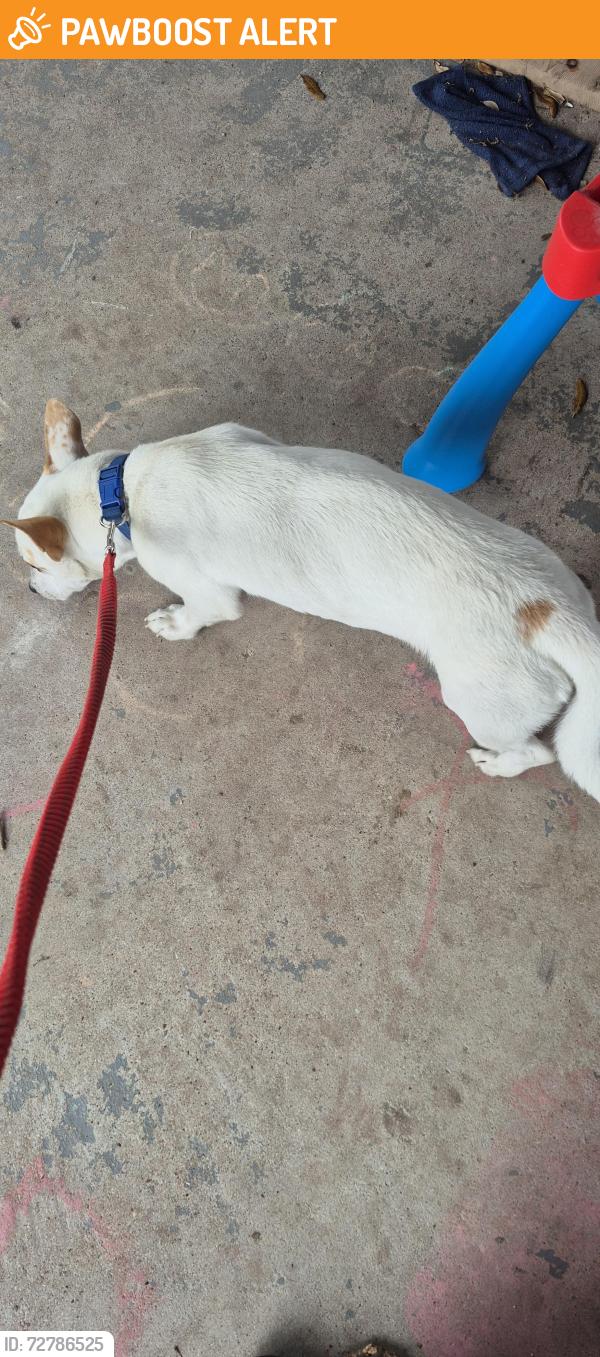 Found/Stray Male Dog last seen  Home depot, White Settlement, TX 76108