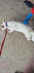 Found/Stray Male Dog last seen  Home depot, White Settlement, TX 76108