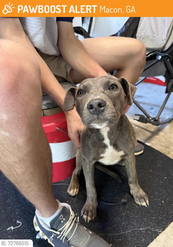 Found/Stray Unknown Dog last seen Tucker Road , Macon, GA 31204
