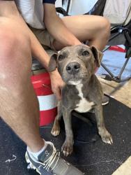 Found/Stray Unknown Dog last seen Tucker Road , Macon, GA 31204
