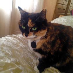 Lost Female Cat last seen 10th ave and Duarte Rd, Monrovia , Monrovia, CA 91016