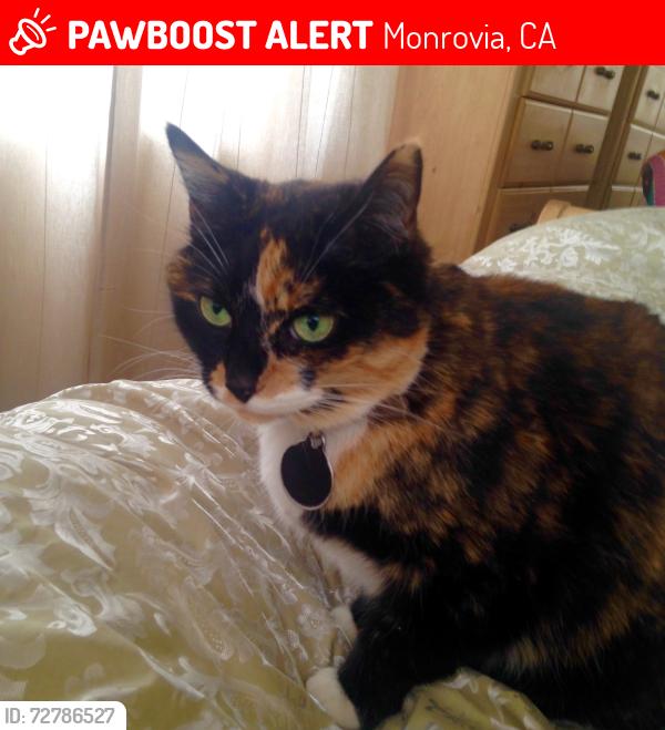 Lost Female Cat last seen 10th ave and Duarte Rd, Monrovia , Monrovia, CA 91016