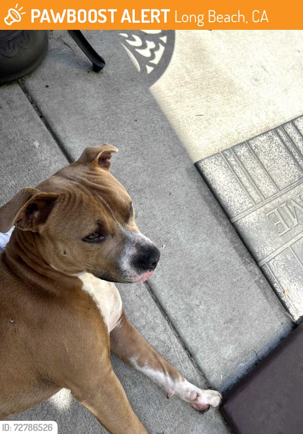Found/Stray Male Dog last seen Rose Parks Coffee on PIne and 8th St Long Beach, Long Beach, CA 90813