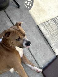 Found/Stray Male Dog last seen Rose Parks Coffee on PIne and 8th St Long Beach, Long Beach, CA 90813