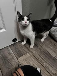 Found/Stray Female Cat last seen Hunt highway and s McQueen , Maricopa County, AZ 85249