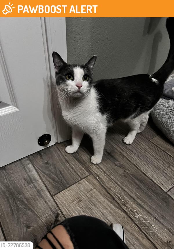 Found/Stray Female Cat last seen Hunt highway and s McQueen , Maricopa County, AZ 85249