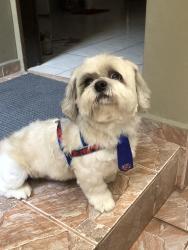 Lost Male Dog last seen Rua Fernando renzo, Imirim, SP 02466-100