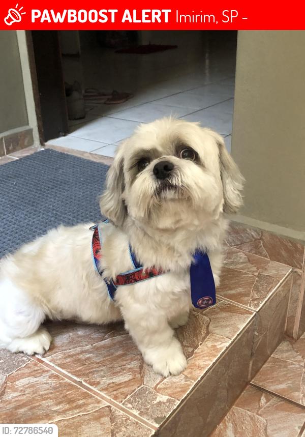 Lost Male Dog last seen Rua Fernando renzo, Imirim, SP 02466-100