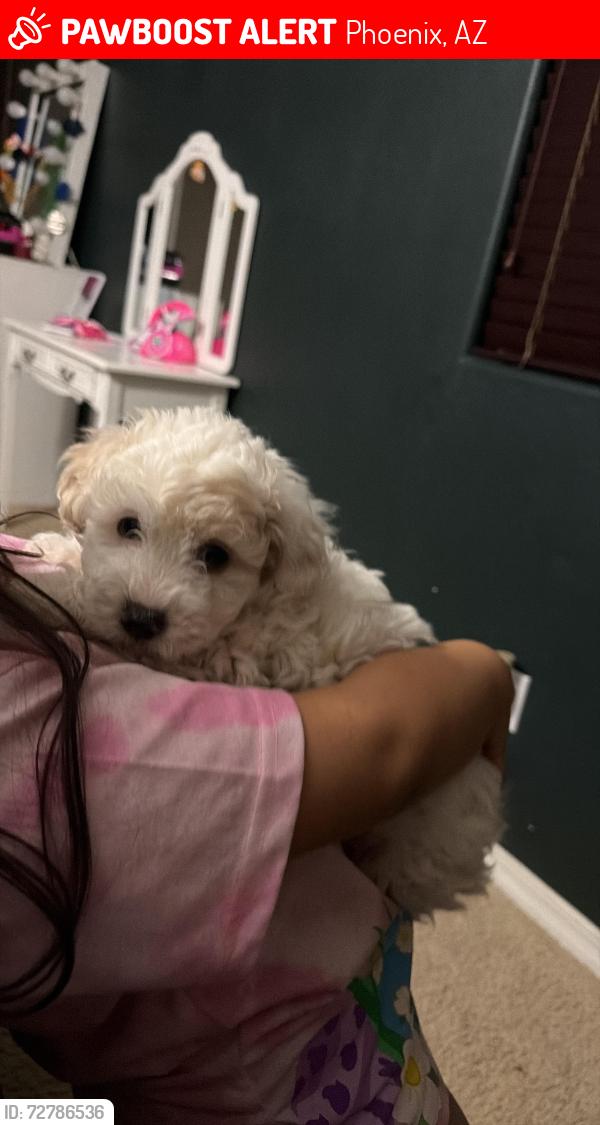 Lost Female Dog last seen South mountain and 55 av, Phoenix, AZ 85339