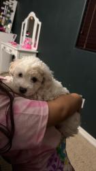 Lost Female Dog last seen South mountain and 55 av, Phoenix, AZ 85339