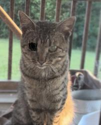 Lost Unknown Cat last seen Midway Veterinary hosp, Somerset, KY 42501