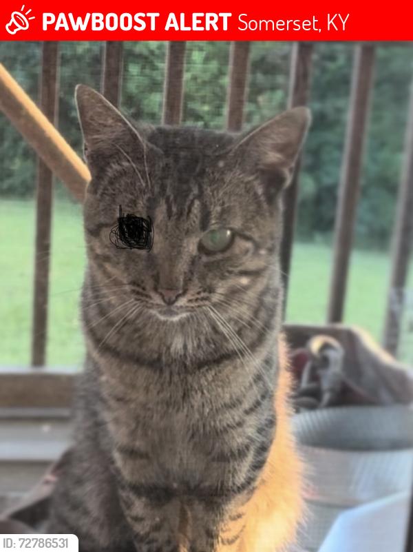 Lost Unknown Cat last seen Midway Veterinary hosp, Somerset, KY 42501