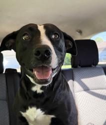 Found/Stray Unknown Dog last seen Classen blvd &7st St, Oklahoma City, OK 73114