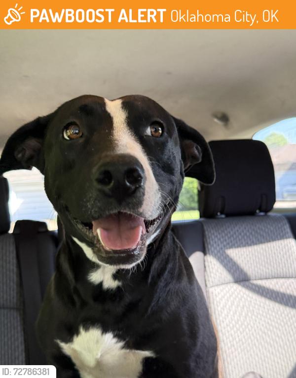 Found/Stray Unknown Dog last seen Classen blvd &7st St, Oklahoma City, OK 73114