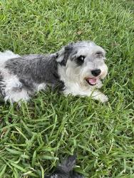 Found/Stray Male Dog last seen IH 90, San Antonio, TX 78252