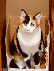 Lost Female Cat last seen Starlite Estates, Sioux Falls, SD 57104