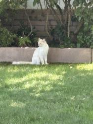 Found/Stray Unknown Cat last seen Portuguese Hall, Sacramento, CA 95831