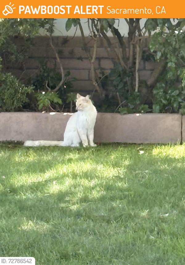 Found/Stray Unknown Cat last seen Portuguese Hall, Sacramento, CA 95831