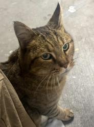 Lost Male Cat last seen Reems Rd and Custer st, Surprise, AZ 85379