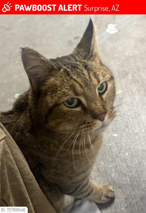 Lost Male Cat last seen Reems Rd and Custer st, Surprise, AZ 85379