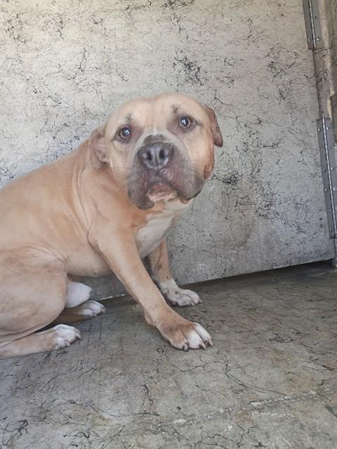 Shelter Stray Male Dog last seen Near BLOCK SW 11 ST, MARGATE FL 33068, Davie, FL 33312