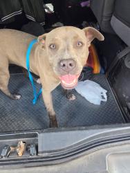 Found/Stray Female Dog last seen Gentilly, New Orleans, LA 70122