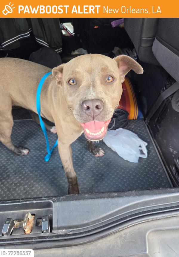 Found/Stray Female Dog last seen Gentilly, New Orleans, LA 70122